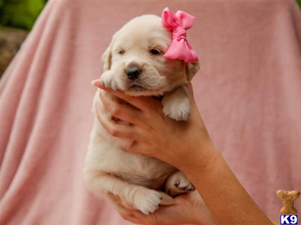 breeders Picture 3